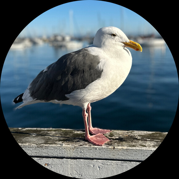 cleverforager